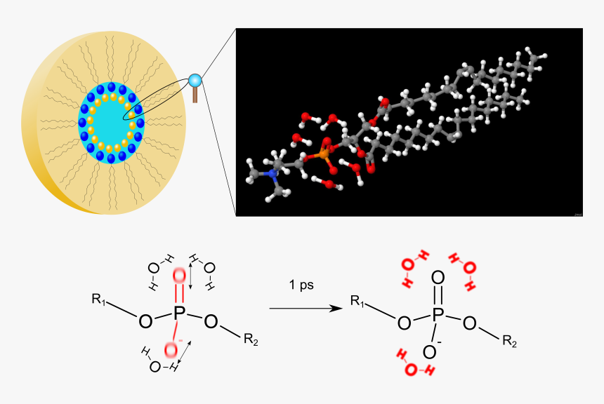 Phospholipids And Water Molecules , Png Download - Phospholipid And Water Molecules, Transparent Png, Free Download