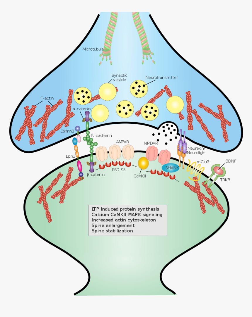 Synaptic Cell Adhesion Molecules - Cell Adhesion Molecules Synapse, HD Png Download, Free Download