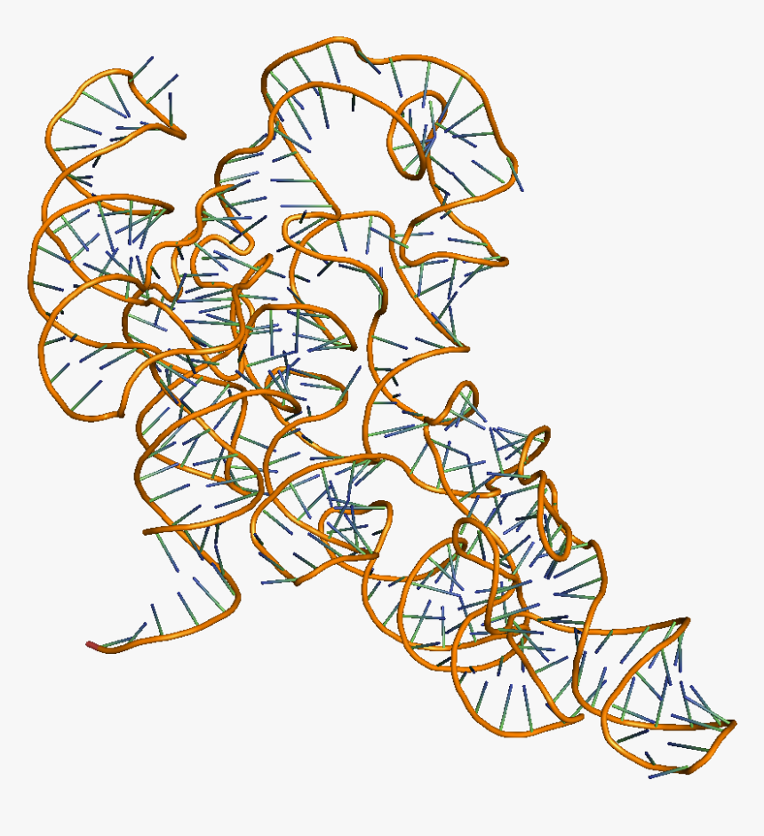 Catalytic Rna Molecules - Rna Molecule Png, Transparent Png, Free Download