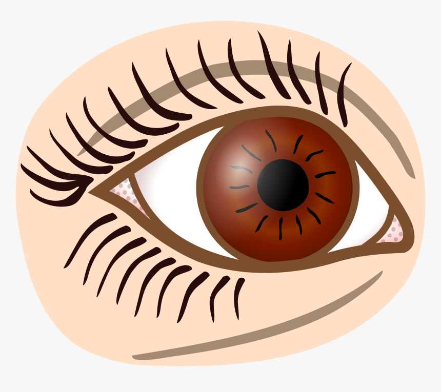 Coloured Clip Arts - Transparent Line Art Eyes, HD Png Download, Free Download