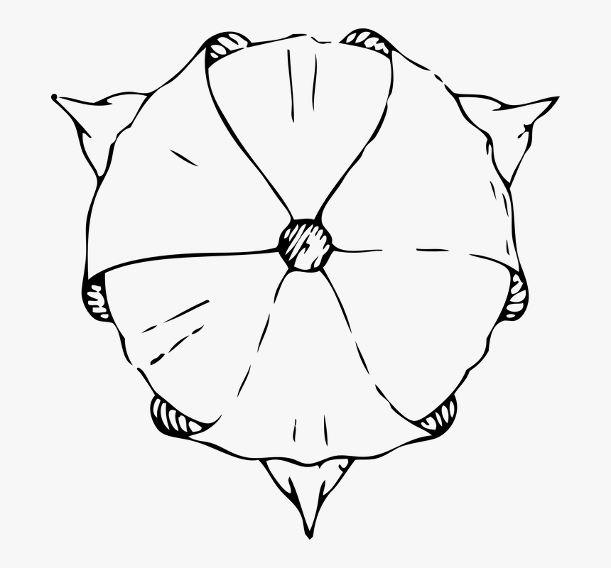 Tulip, Top, View, Flower, Art Deco, Art Nouveau - Tulip From The Top Drawing, HD Png Download, Free Download