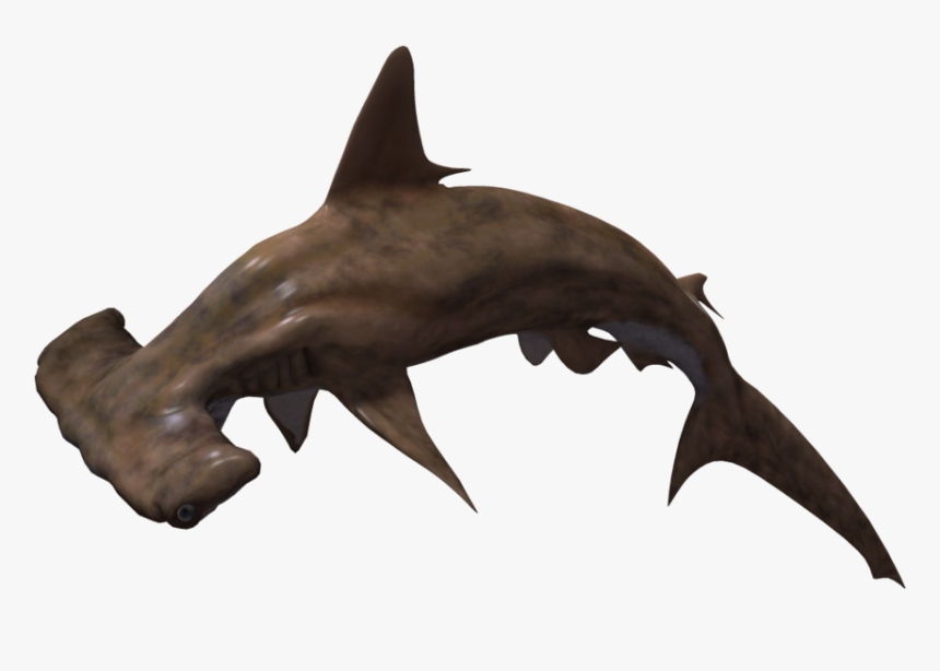 Hammerhead Png No Background - Hammerhead Shark Transparent Background, Png Download, Free Download