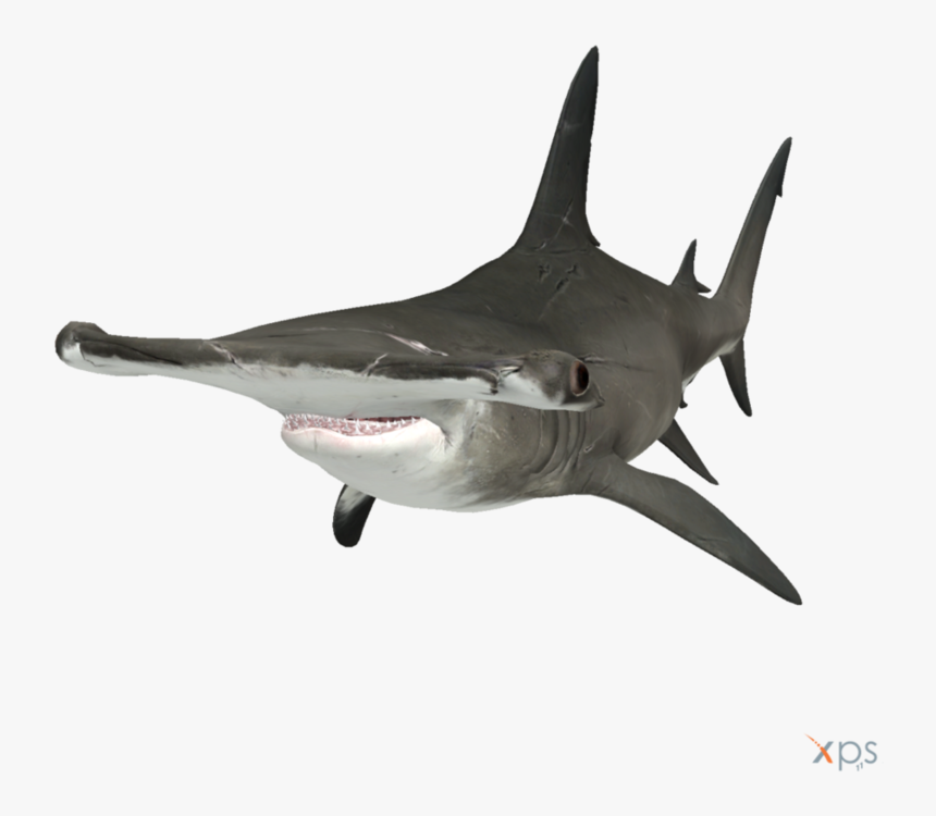 Transparent Hammerhead Shark Png - Hammerhead Shark Transparent Background, Png Download, Free Download