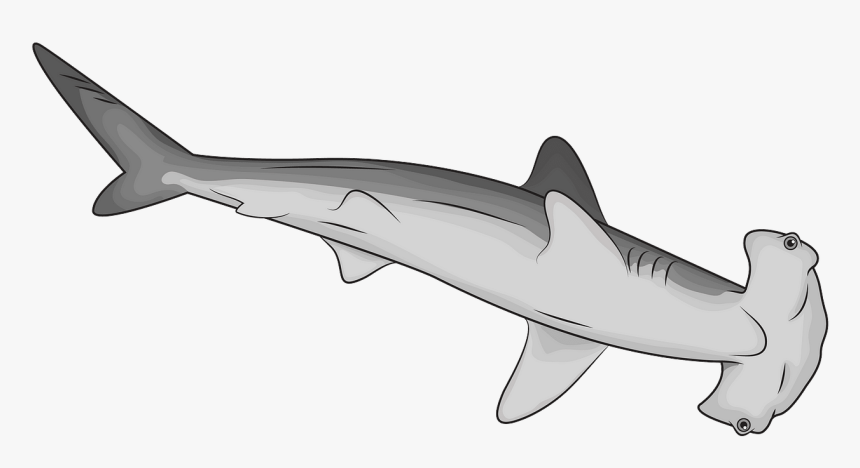 Hammerhead Shark Clipart, HD Png Download, Free Download