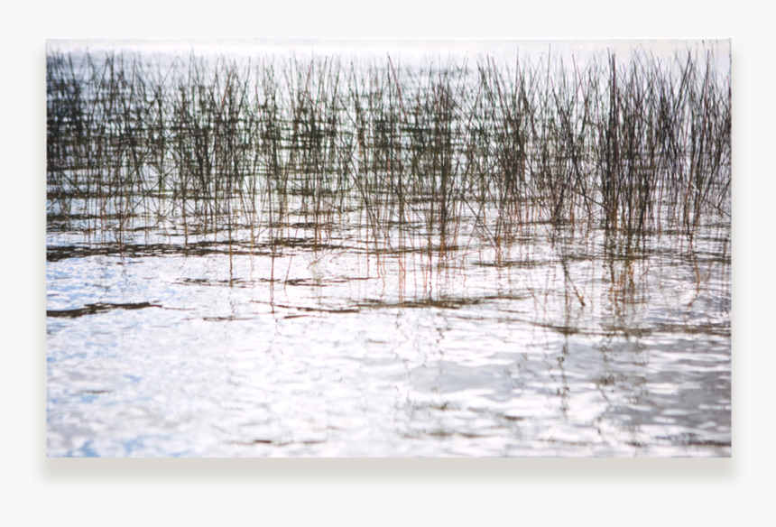 Reeds Web, HD Png Download, Free Download