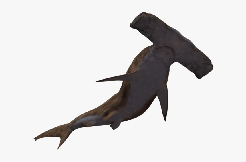 Hammerhead Shark 08 By Wolver - Hammerhead Shark Blank Background, HD Png Download, Free Download