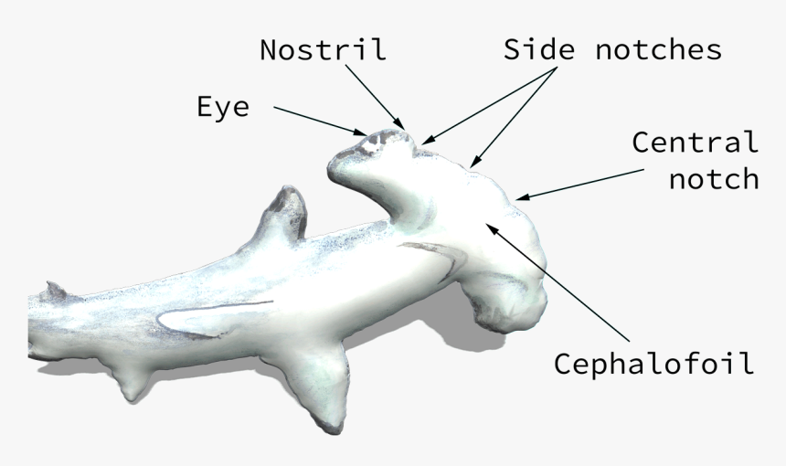 Transparent Hammerhead Shark Png - Hammerhead Shark Head Diagram, Png Download, Free Download