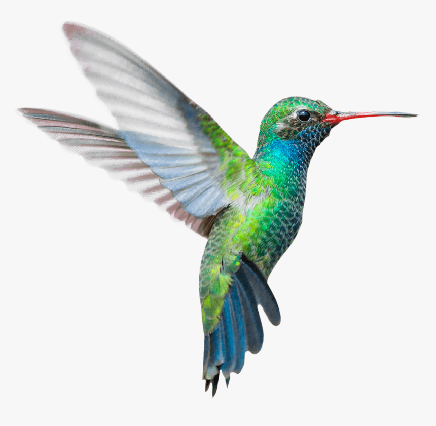 Bird Png Images - Libre De Droit Colibri, Transparent Png, Free Download