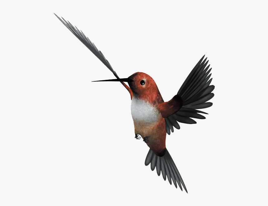 Hummingbird Flight Parrot - Hummingbird Flying Png, Transparent Png, Free Download