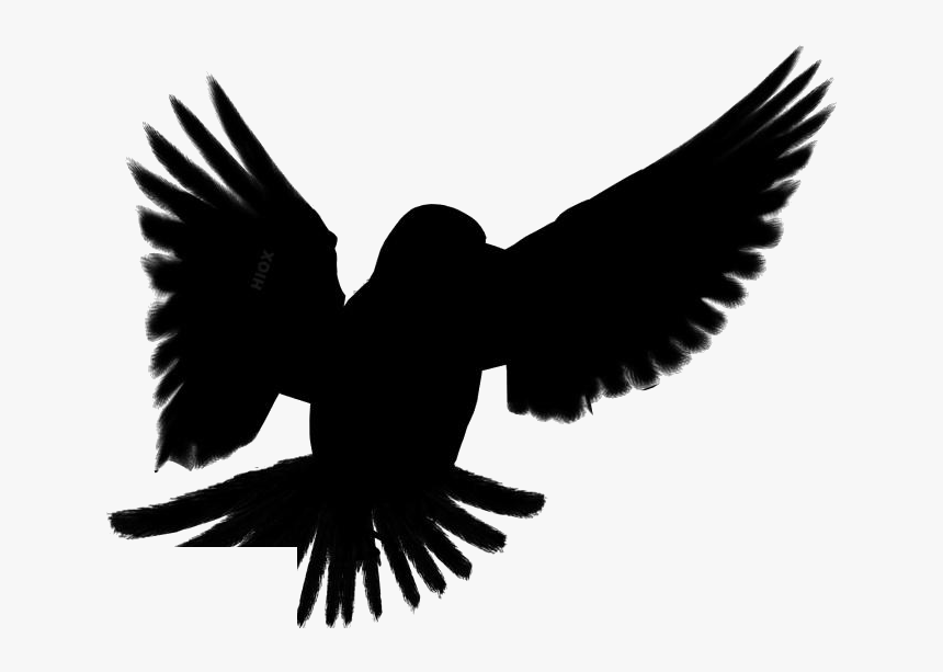 Flying Bird Png Images - Bird, Transparent Png, Free Download