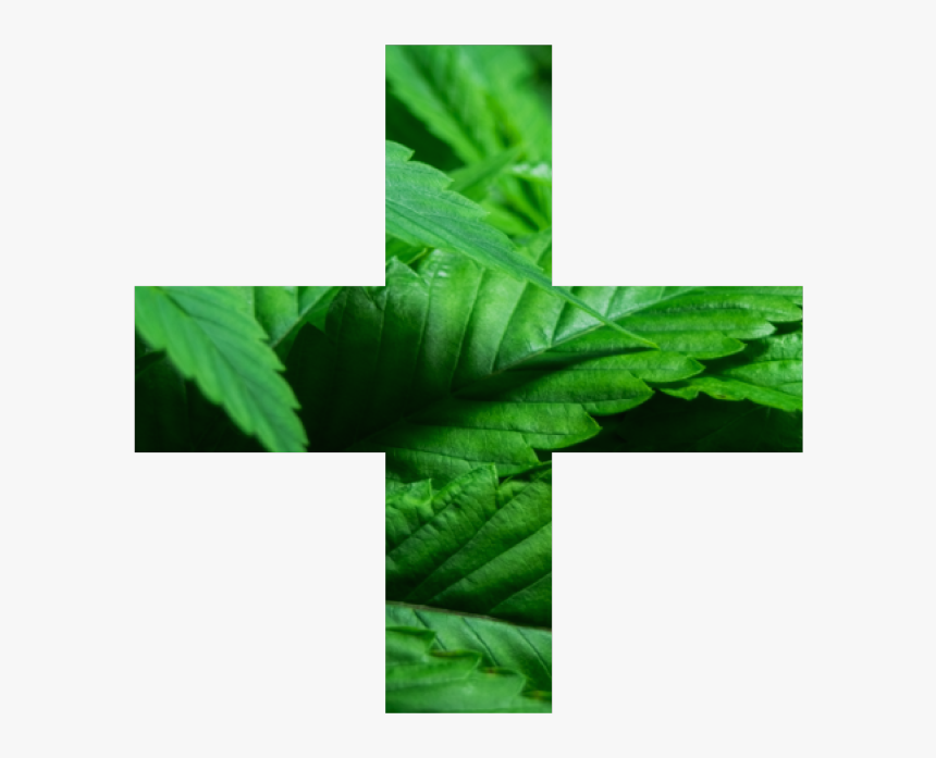 Medical Marijuana Illinois - Leaf, HD Png Download, Free Download