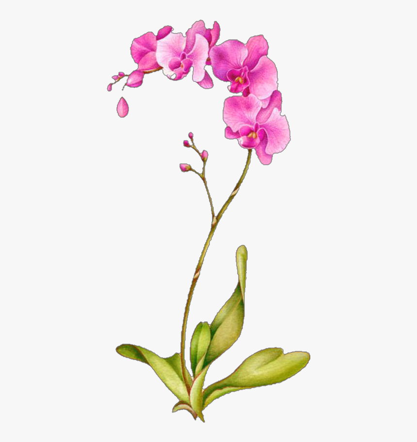 Transparent Orchidee Clipart - Single Orchid Painting, HD Png Download, Free Download