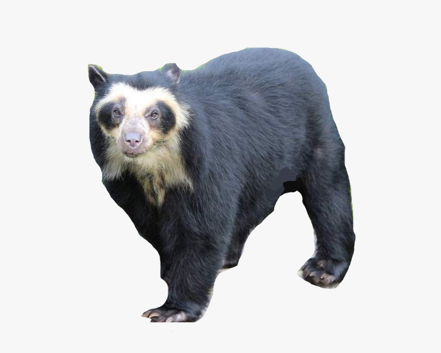 Spectacled Bear Vector By Phoenixtdm Dcek9fs-fullview - Spectacled Bear South American Bear, HD Png Download, Free Download