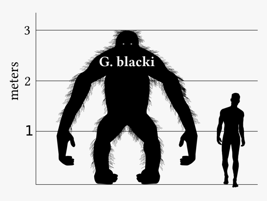 Kong 2017 Vs Godzilla 2014 Size, HD Png Download, Free Download