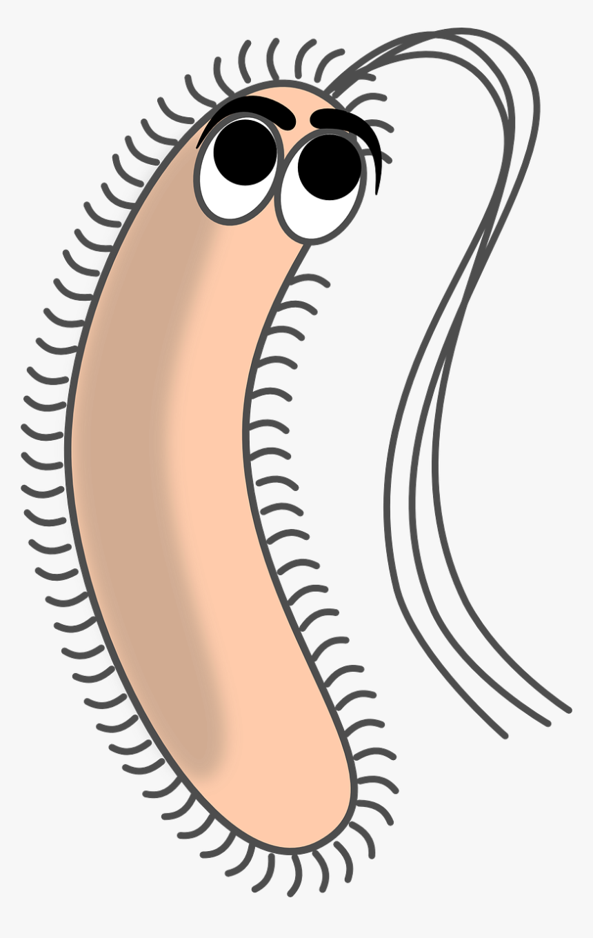 Bacteria Filaments Germ Free Photo - Bacteria Clipart, HD Png Download, Free Download