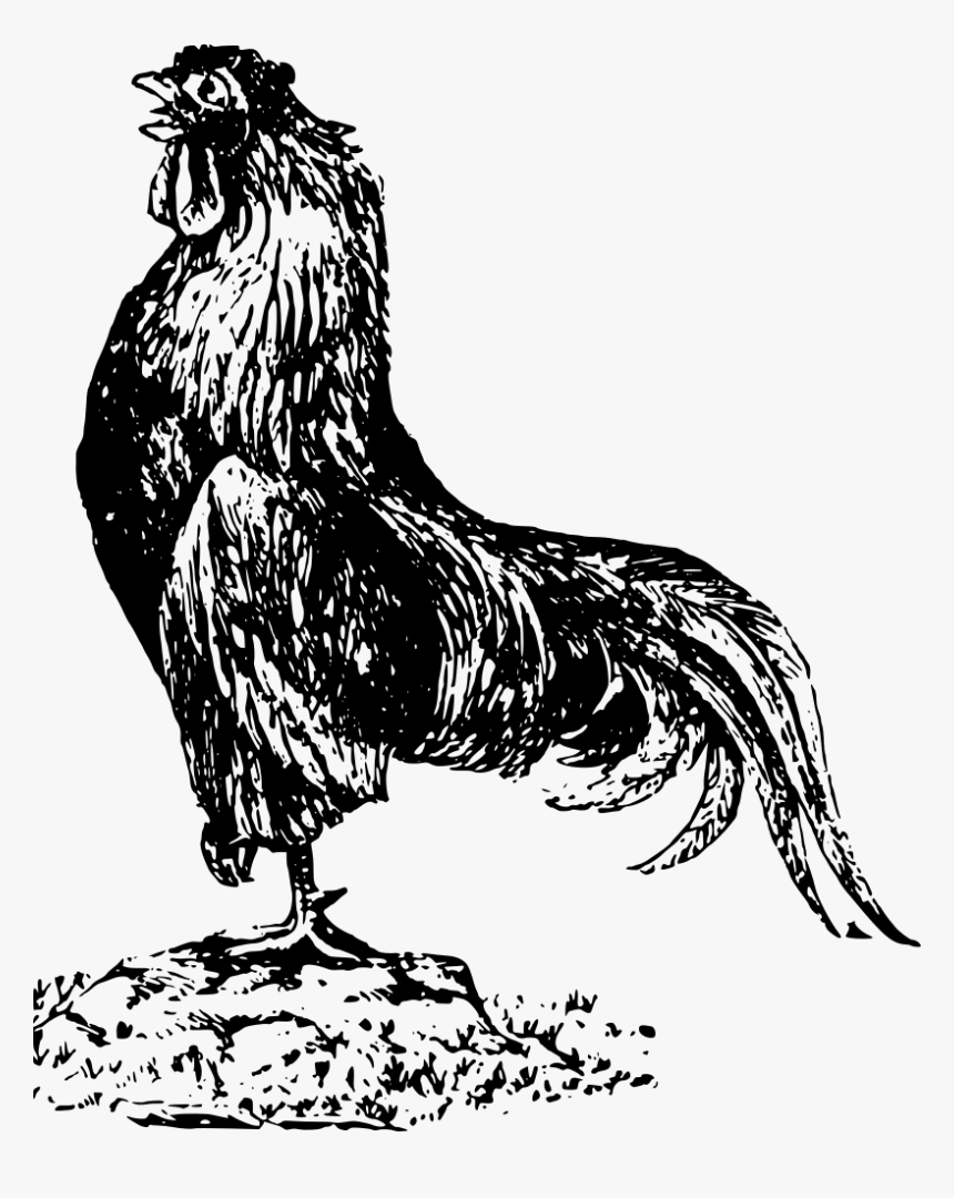 Old Rooster - Pixabay Vintage Hen Rooster Vector Farm Rooster, HD Png Download, Free Download
