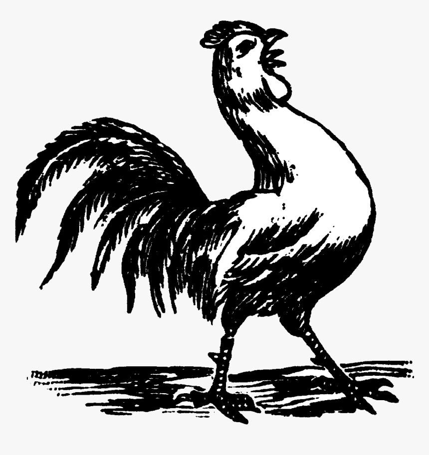 Easy Rooster Crowing Drawing, HD Png Download, Free Download