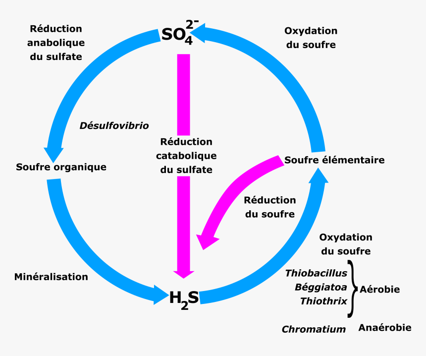 Cycle Du Soufre Clip Arts - Simple Sulfur Cycle Diagram, HD Png Download, Free Download