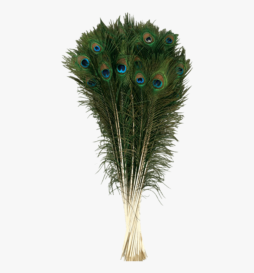 Natural Peacock Tail Plume - Lông Chim Công Phong Thủy, HD Png Download, Free Download