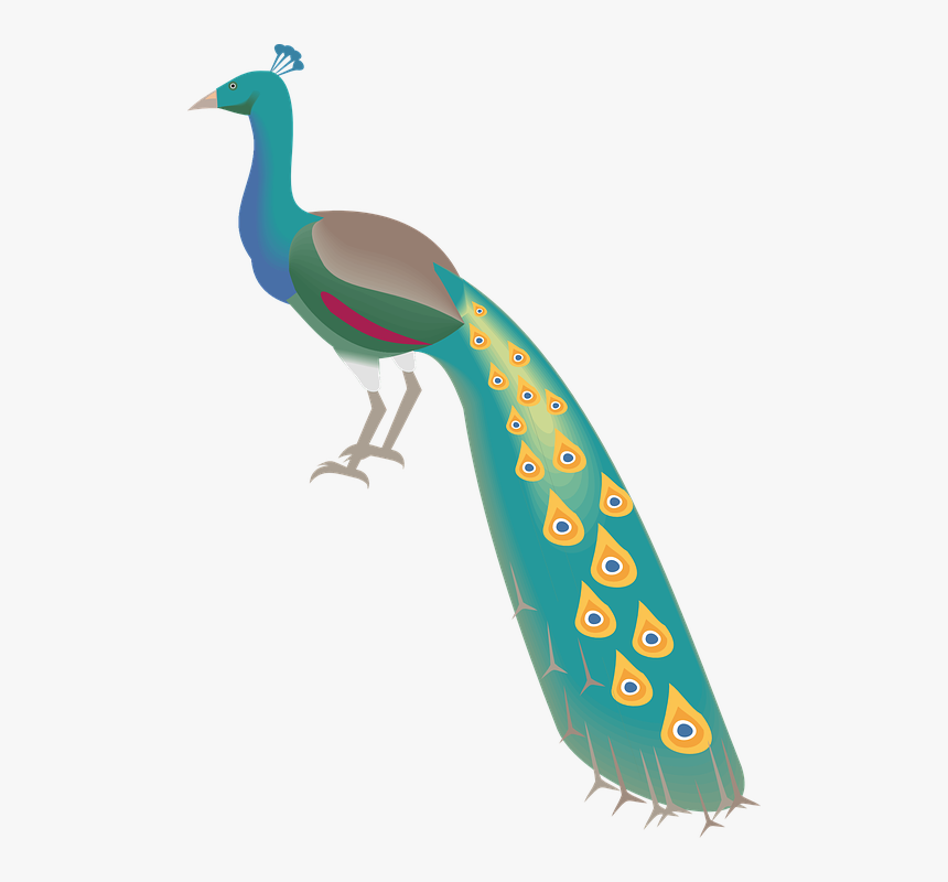 Peacock, Peafowl, Bird, Plumage, Showy Plumage, HD Png Download, Free Download
