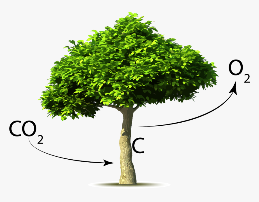 A Brief History Of The Earth’s Co2 - Trees Taking In Carbon Dioxide, HD Png Download, Free Download