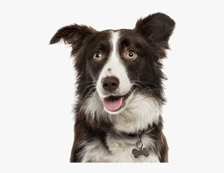 Clip Art Golden Retriever Border Collie Mix - Border Collie Mutt Mix, HD Png Download, Free Download