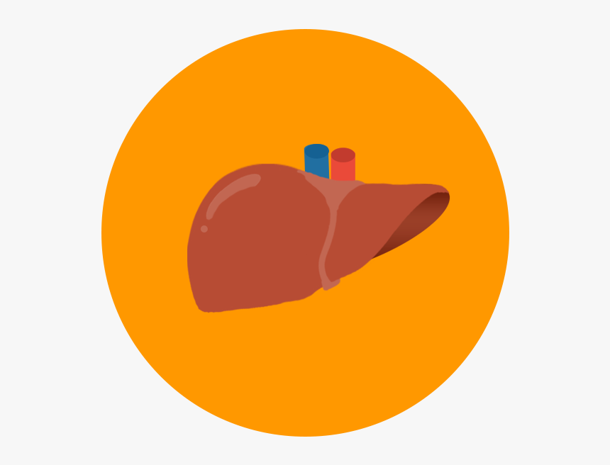 Liver Icon Png, Transparent Png, Free Download