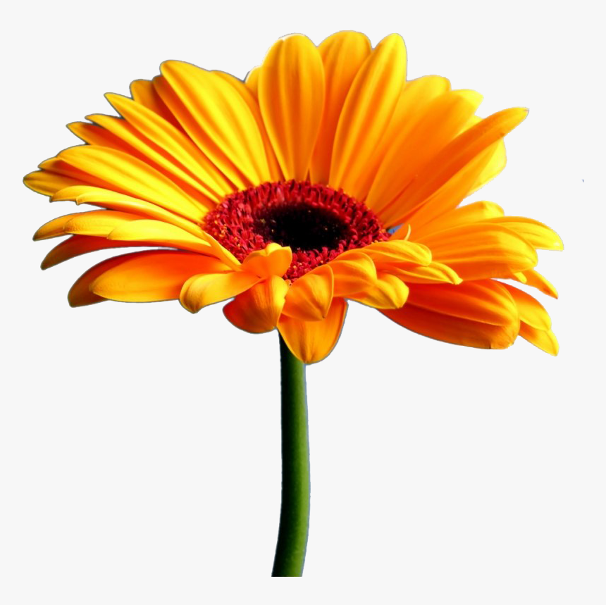 Yellow Gerbera Png Transparent Image - Gerbera Png, Png Download, Free Download