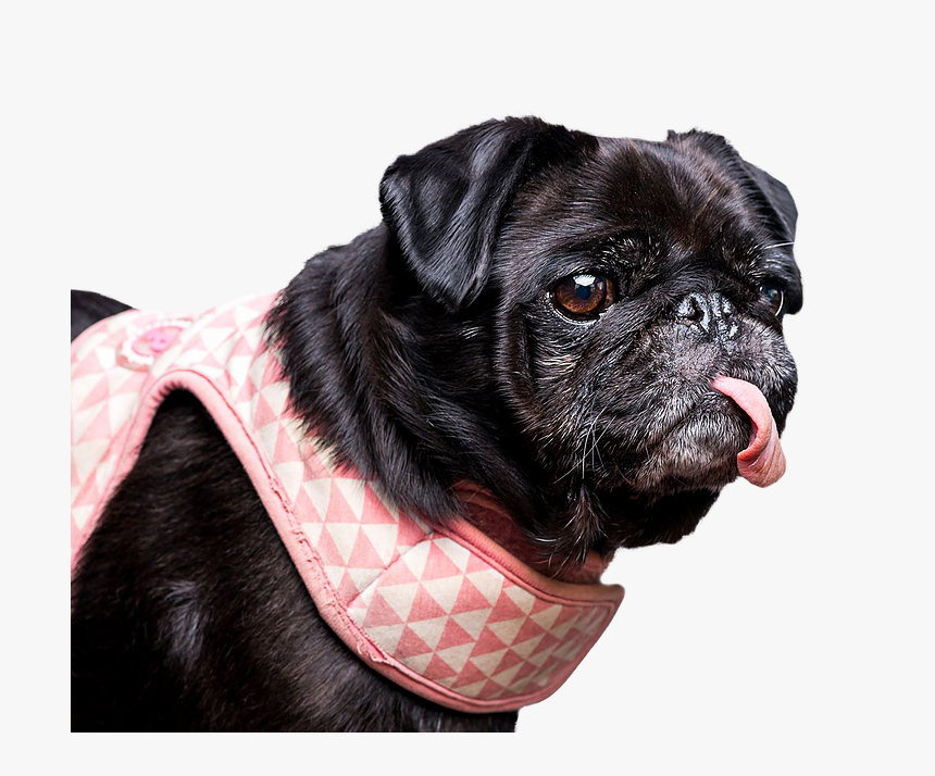 Breed,dog Collar,snout,dog Clothes,companion Group,toy - Pug, HD Png Download, Free Download