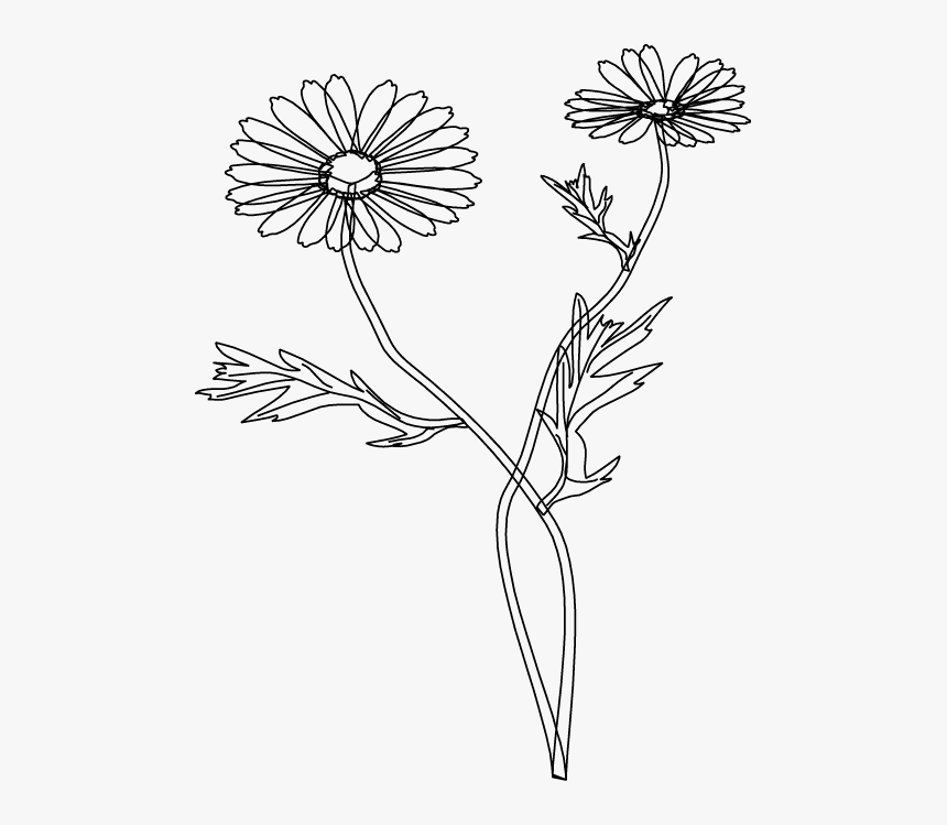 Chamomile, HD Png Download, Free Download