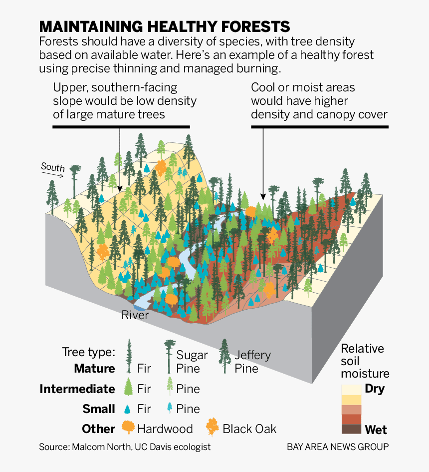 Diagram, HD Png Download, Free Download