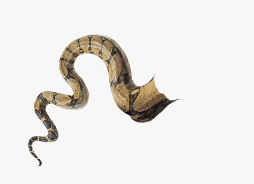 Snaketail Transparent Doctoreno By - Snake Man, HD Png Download, Free Download