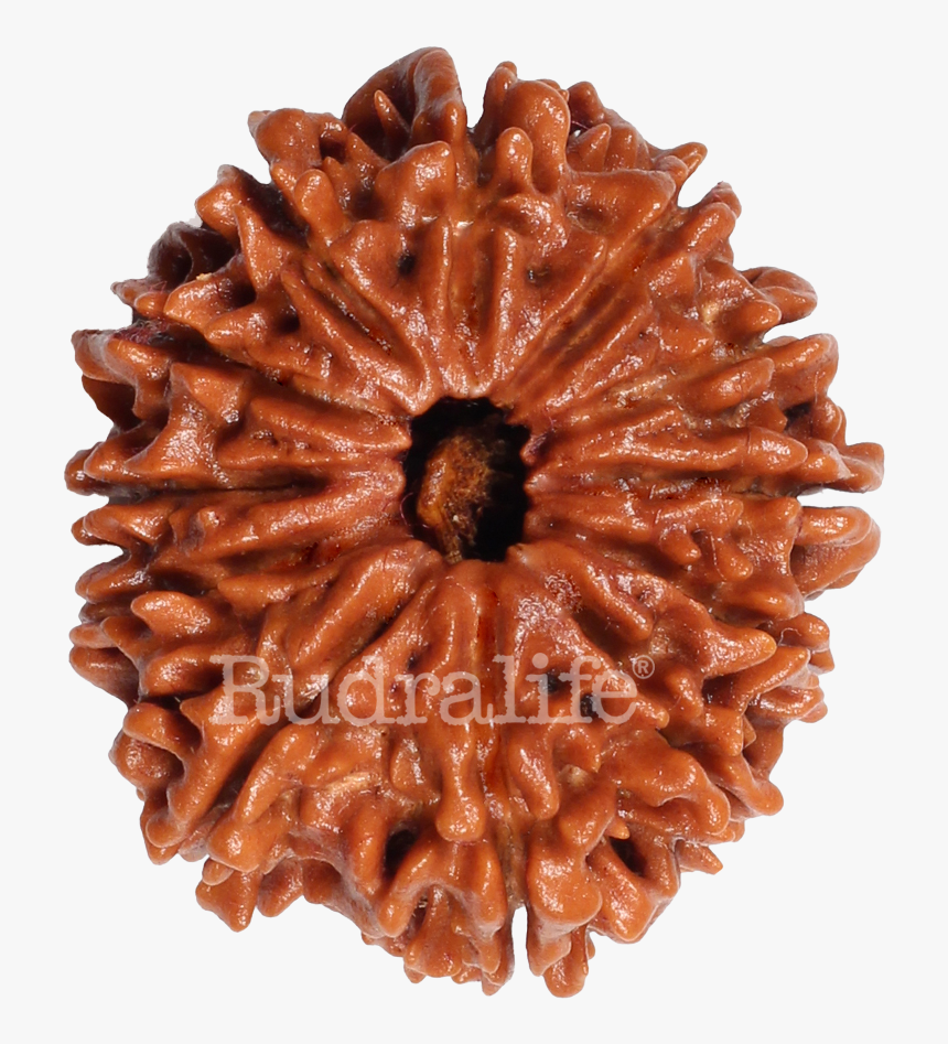 Twelve Mukhi Rudraksha Rudraksha - Chocolate Cake, HD Png Download, Free Download