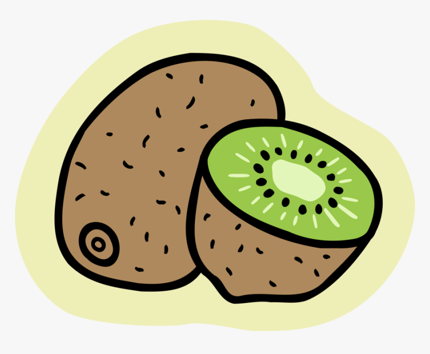 Vector Illustration Of Kiwifruit, Chinese Gooseberry, HD Png Download, Free Download