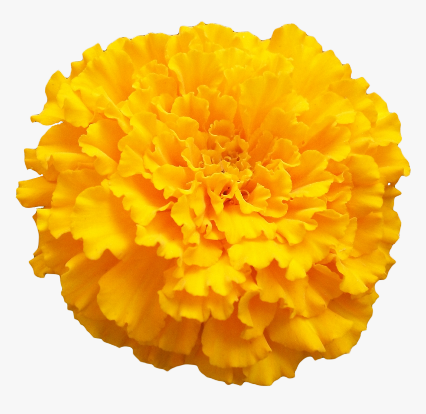 Marigold Png Photo - Transparent Marigold Flower Png, Png Download, Free Download