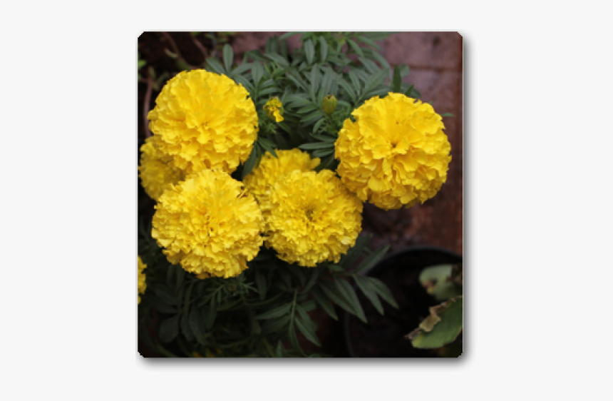 Tagetes Patula, HD Png Download, Free Download