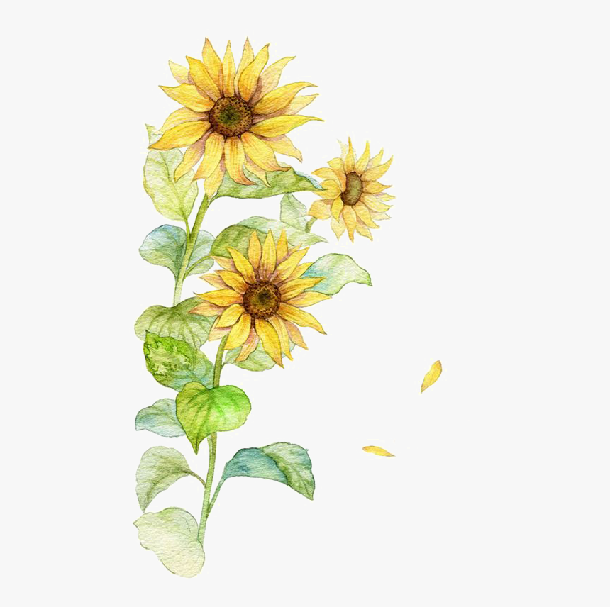Transparent Background Watercolor Sunflower Clipart Hd Png