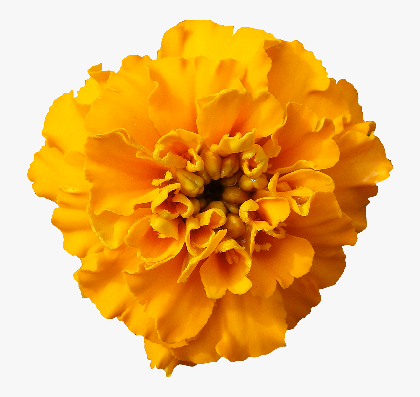 Tagetes-patula - Tagetes Patula, HD Png Download, Free Download