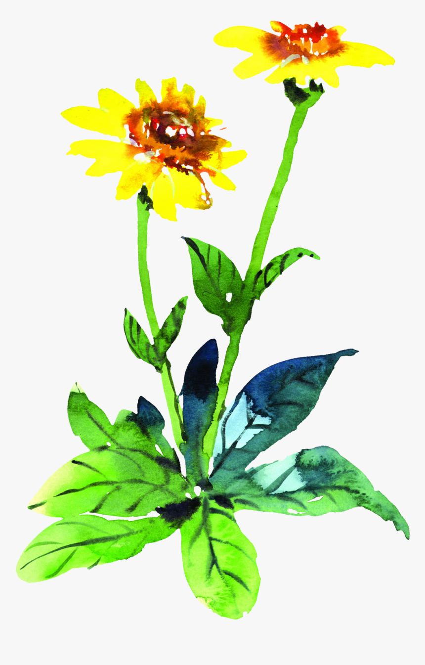 Clip Art Marigold Watercolor - Watercolor Painting, HD Png Download, Free Download