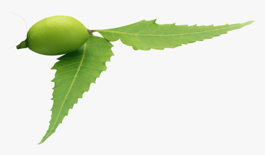 Neem Tree - Neem Leaf Transparent Background, HD Png Download, Free Download