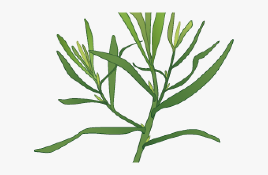 Garlic Clipart Herb Spice - Dill Clipart Png, Transparent Png, Free Download