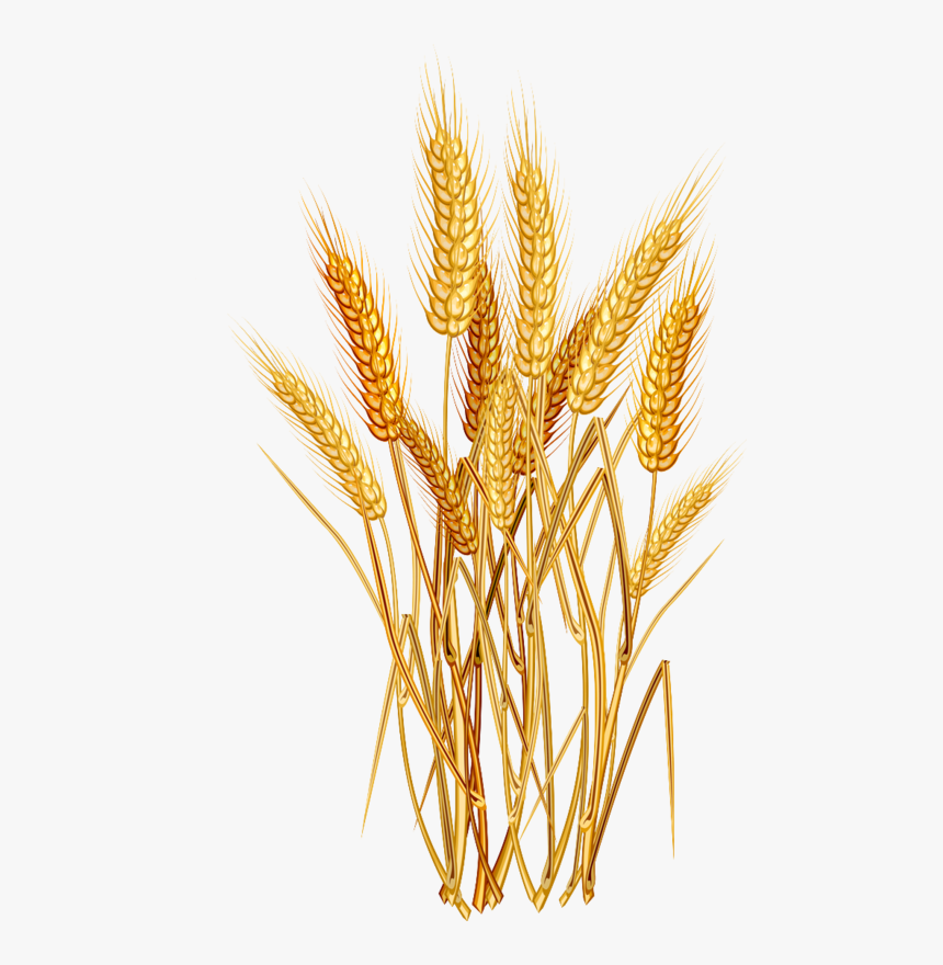 E Ad F - Wheat Clipart Png, Transparent Png, Free Download