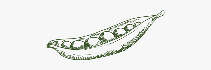 Etchanimal Legumes 01 - Illustration, HD Png Download, Free Download