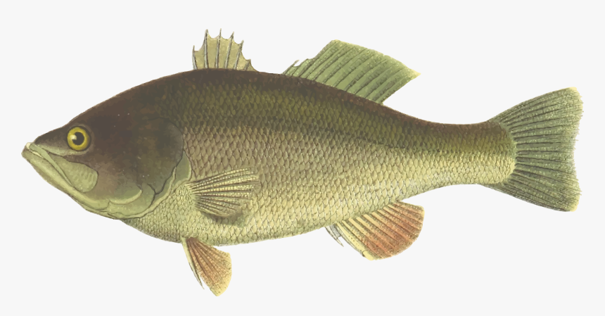 Perch,tilapia,bony Fish - River Fish Clip Art, HD Png Download, Free Download