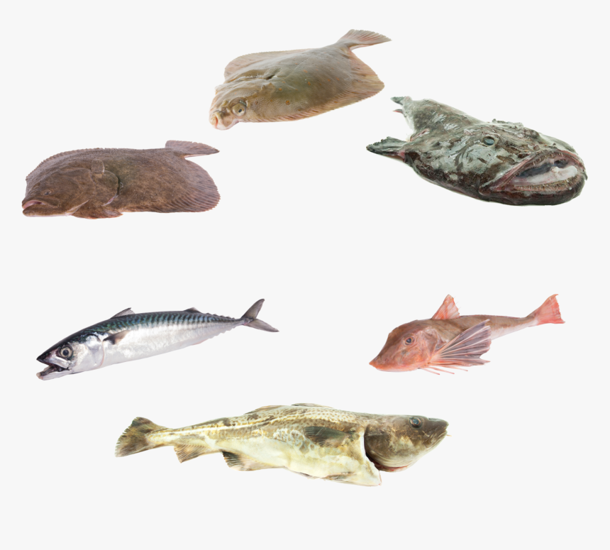 Noordzee Vis - Cartilaginous Fish, HD Png Download, Free Download