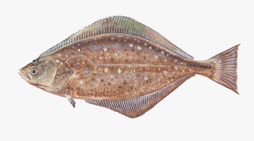 Halibut - Flounder Fish Transparent Png, Png Download, Free Download