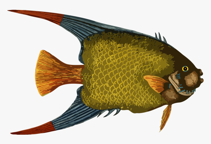 Tropical Fish Drawing, HD Png Download, Free Download