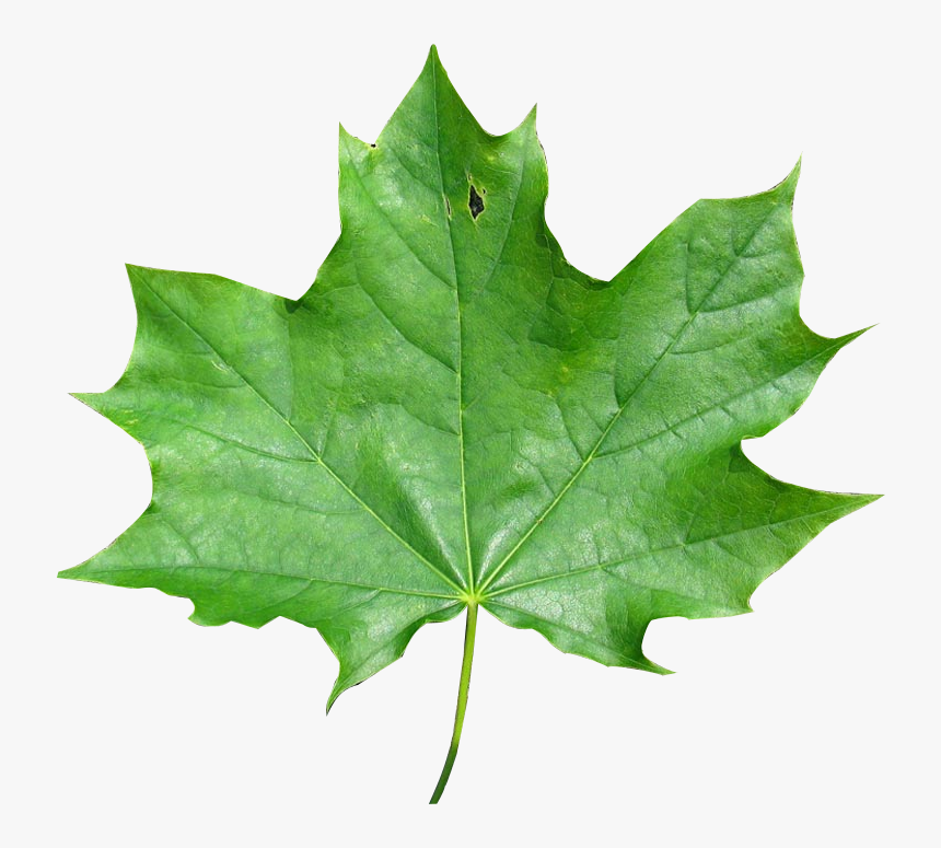 Transparent Leaves - Maple Leaf, HD Png Download, Free Download