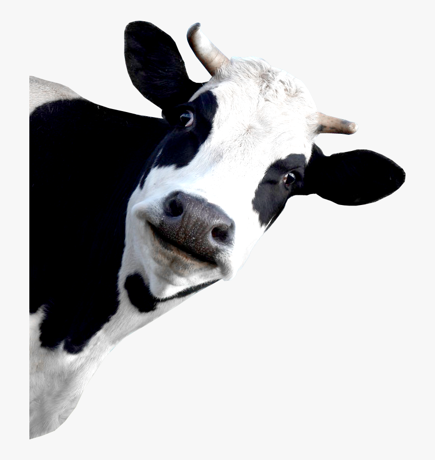 Dairy Cow White Background, HD Png Download, Free Download