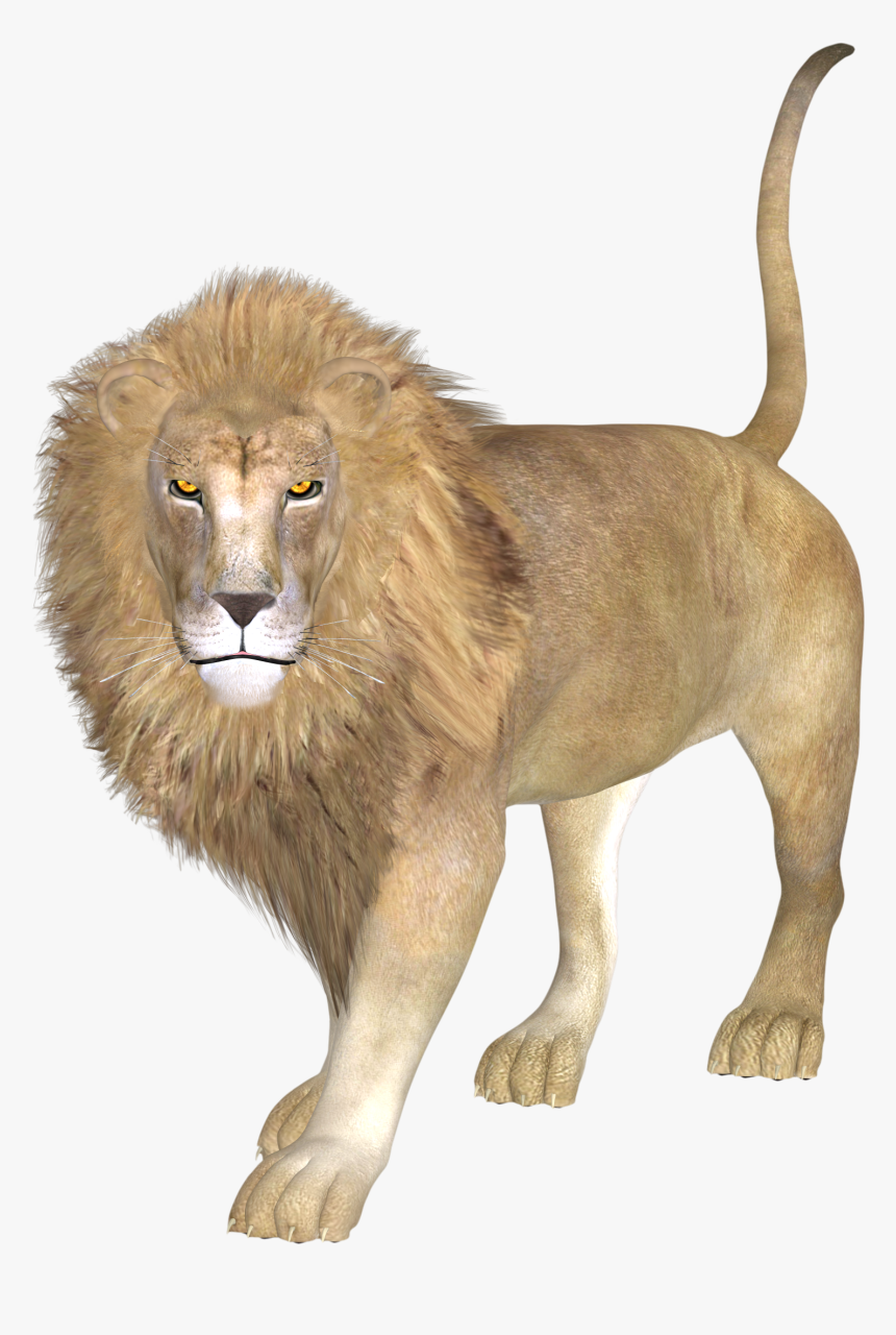 East African Lion Asiatic Lion - Leon Asiatico Png, Transparent Png, Free Download